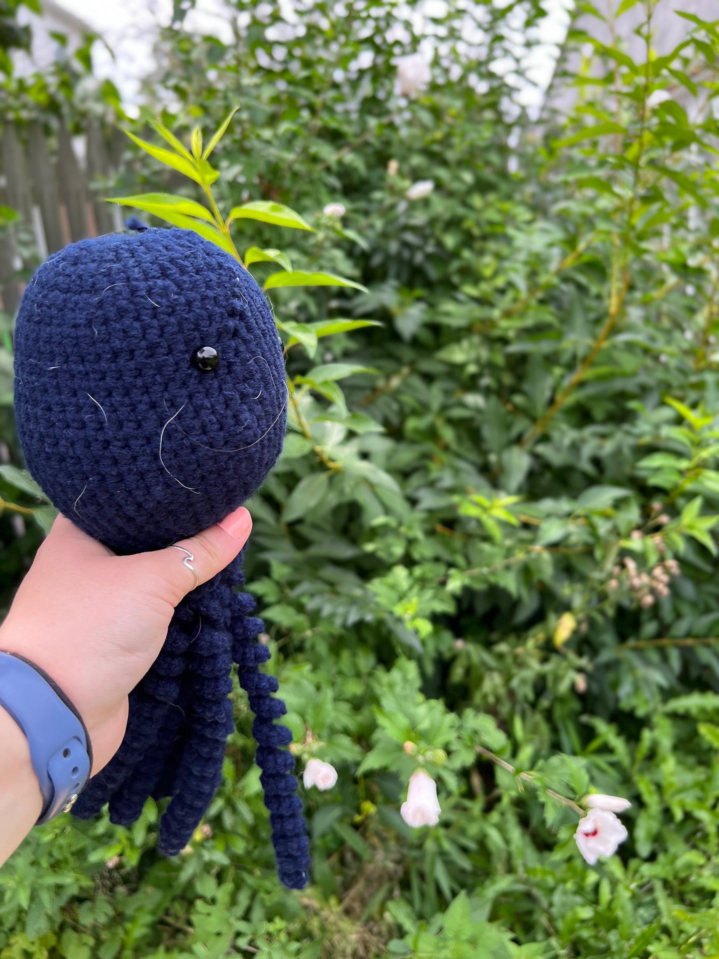 Jellyfish